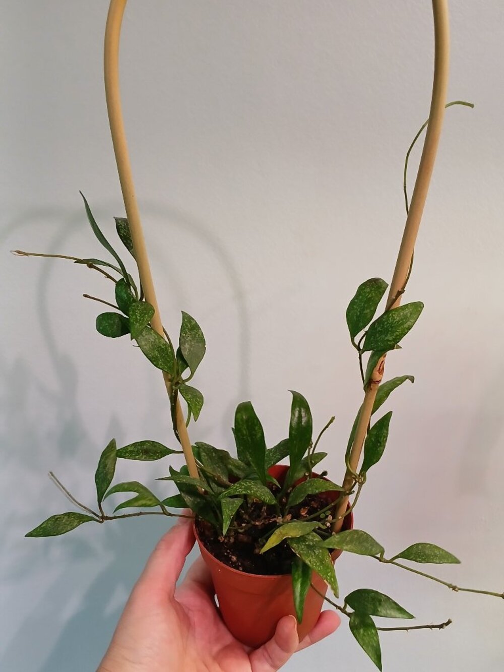 Hoya Parviflora